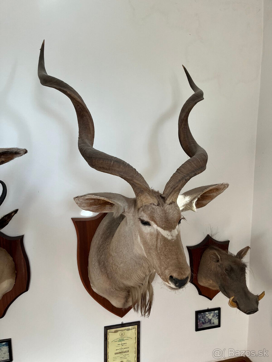 Trofeje afrika - Kudu