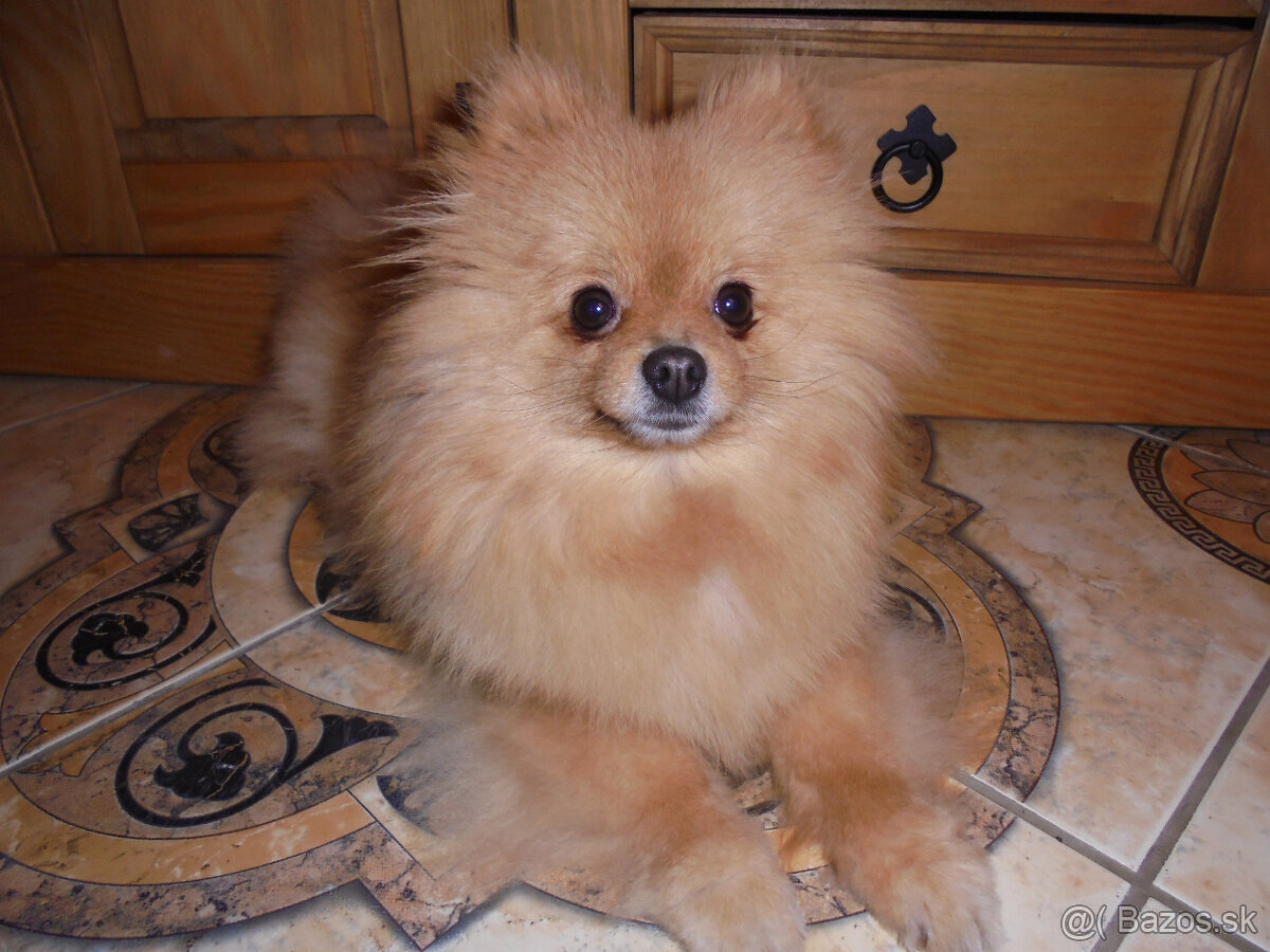 POMERANIAN