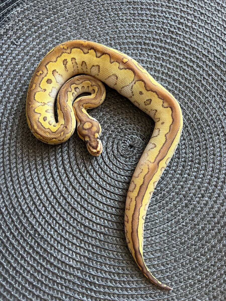 Python regius