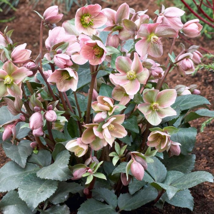 Helleborus priemer 13 a 19 - čemerica