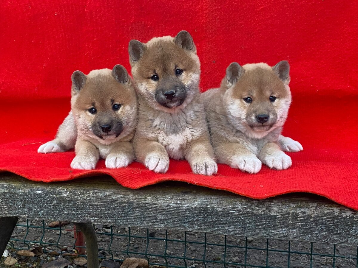 Shiba inu