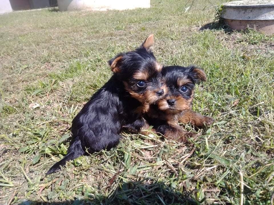 Yorkshire terrier