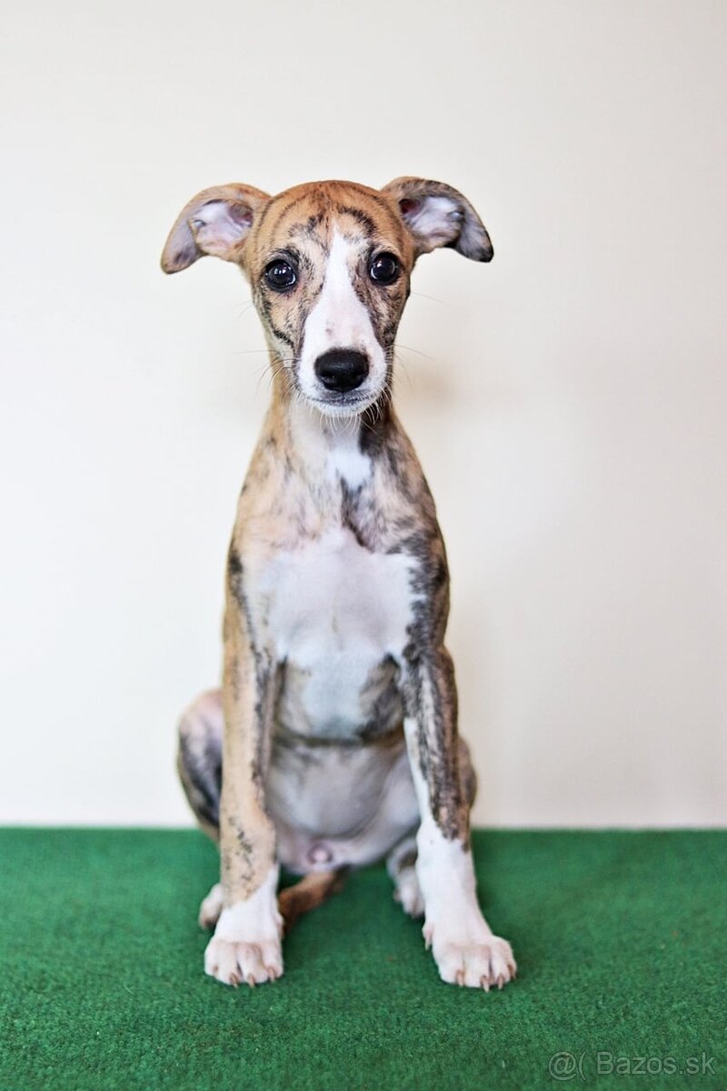 Whippet