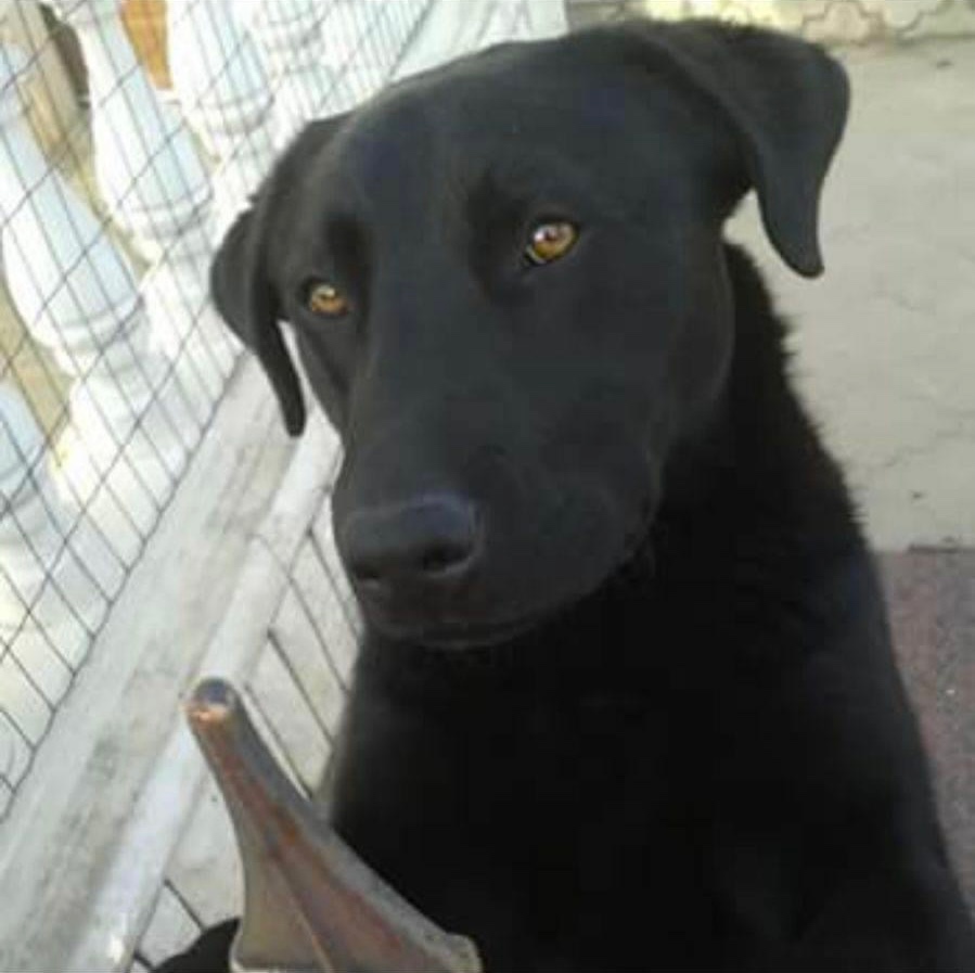 Labradorsky retriever - na krytie