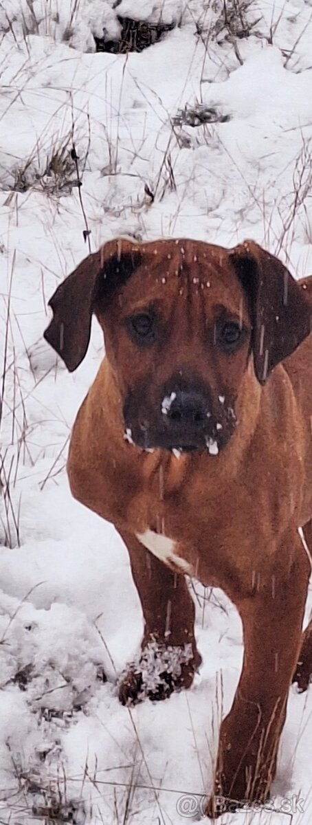 Rhodesian Ridgeback