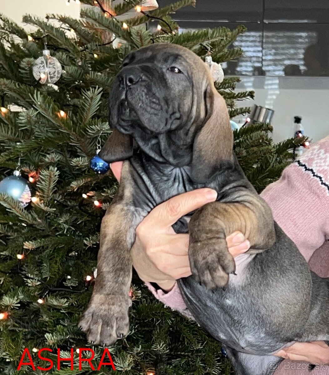 BRAZILSKÁ FILA /FILA BRASILEIRO/ štěňata s PP