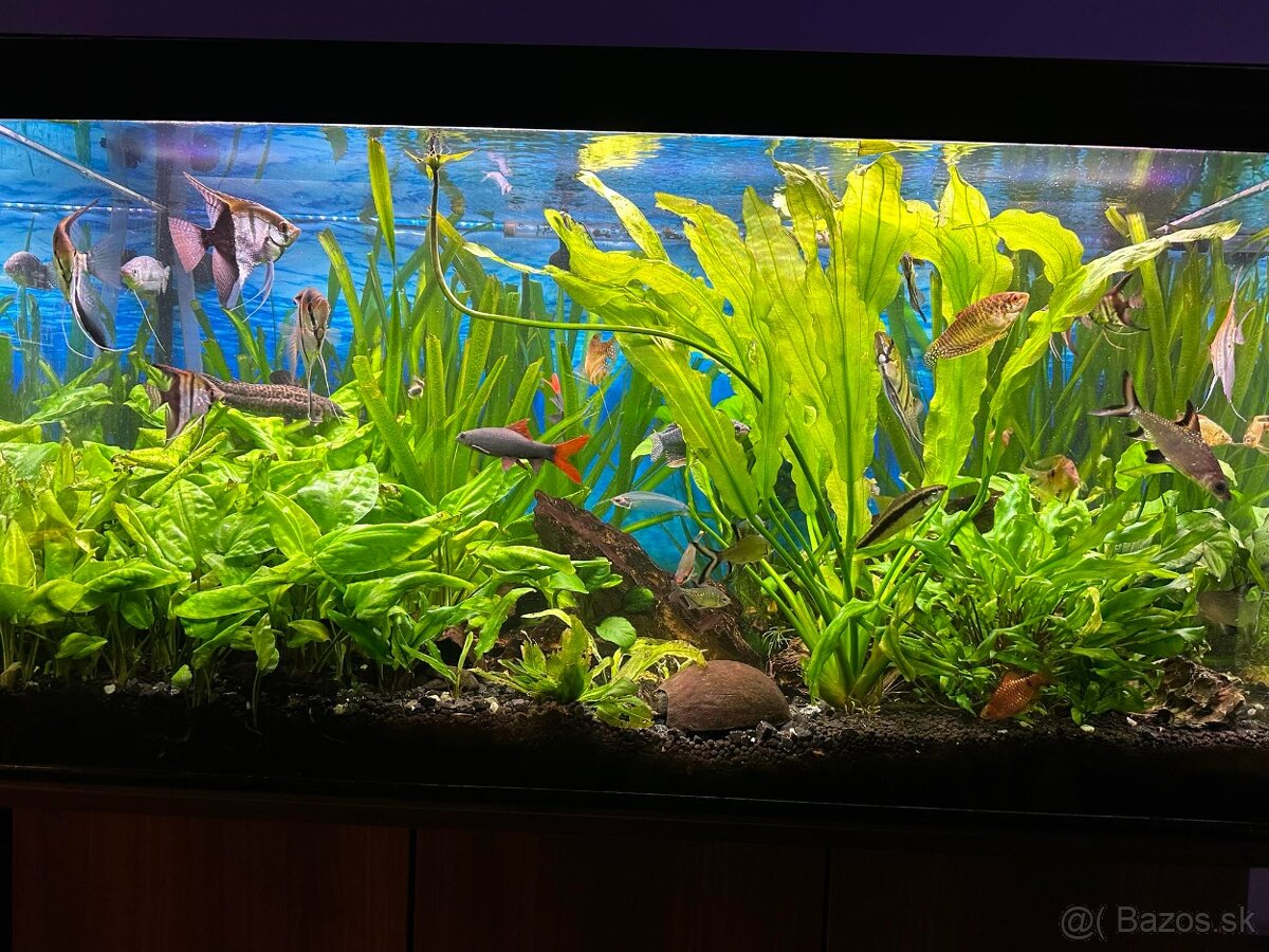 Predam komplet 220 l akvarium + skrinka + filter