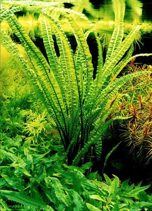 Akvarijni rostlina Cryptocoryne balansae