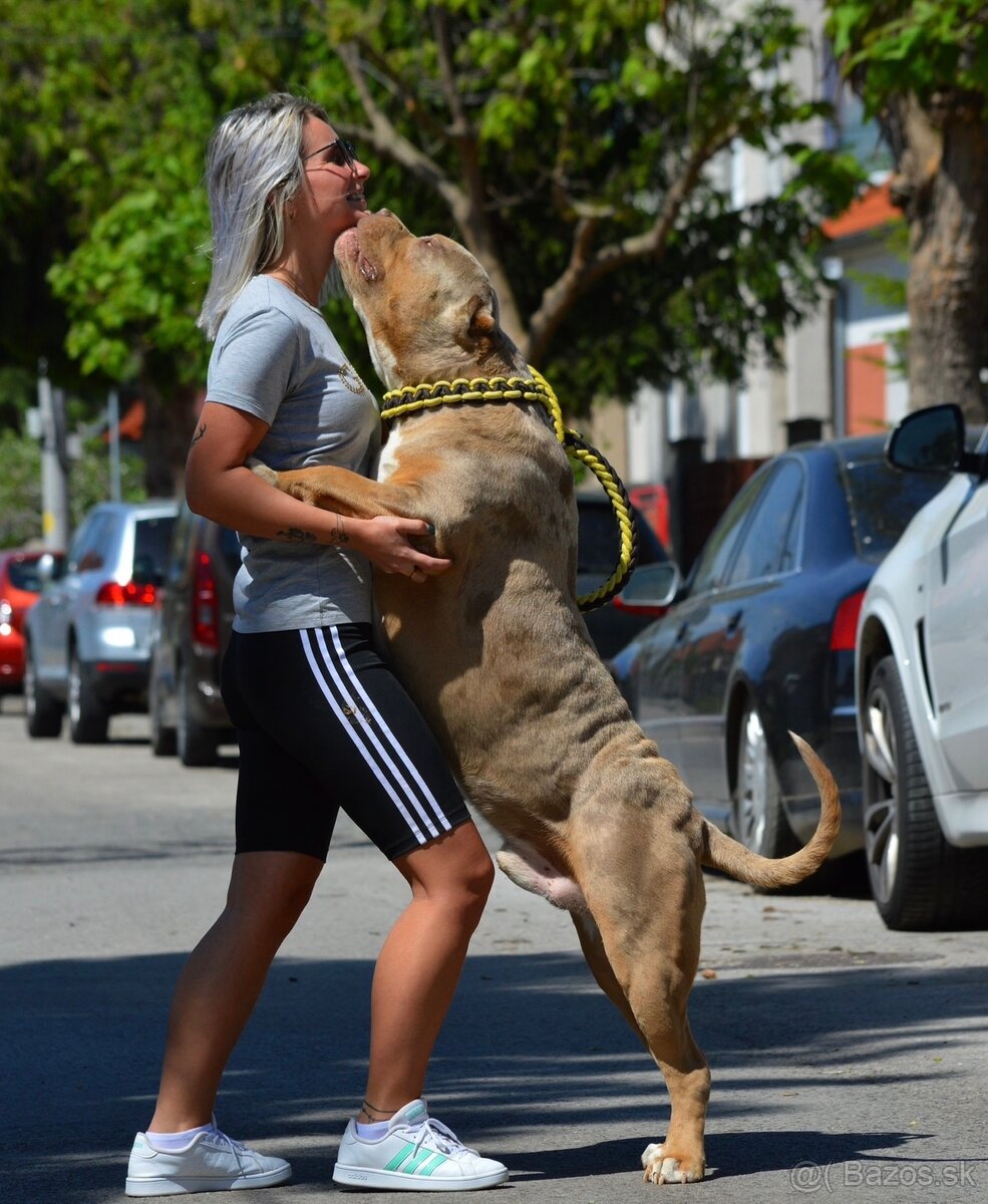 American bully xl, pitbull xxl