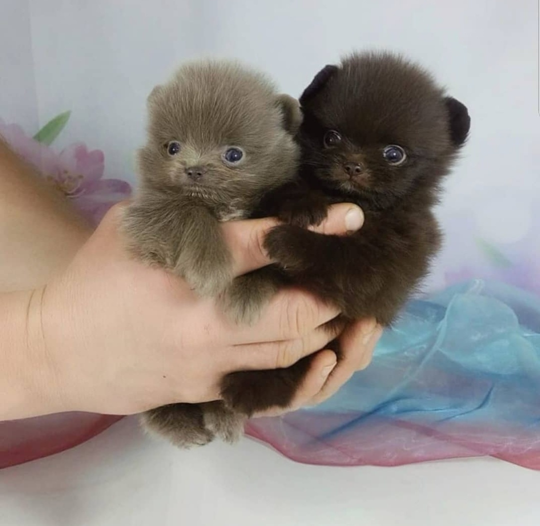 Mini pomeranianské šteniatko