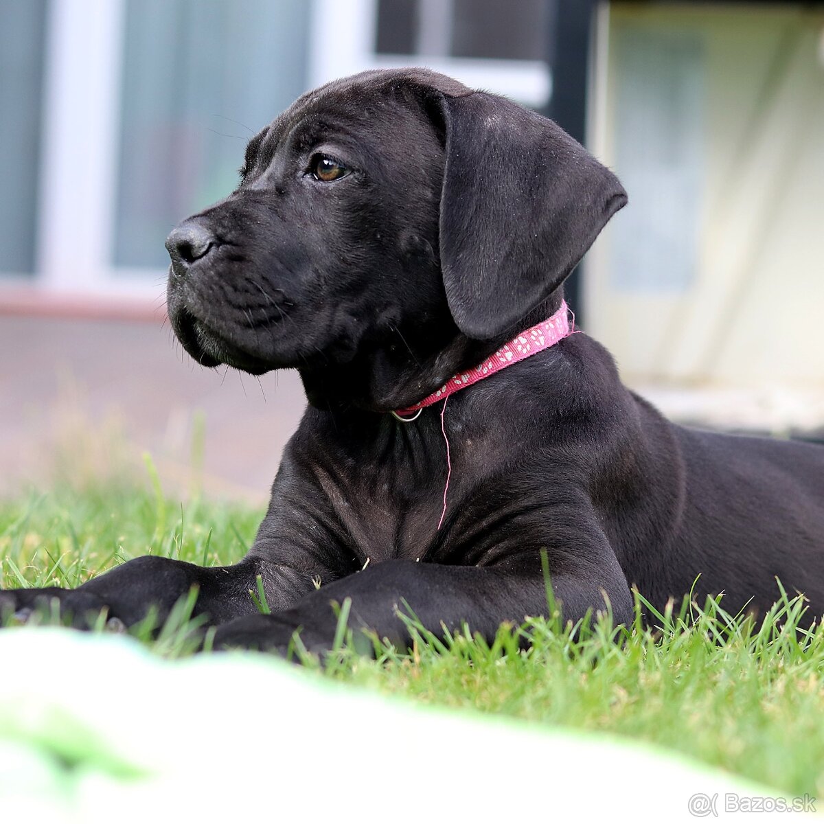 Cane Corso čierna sučka s PP