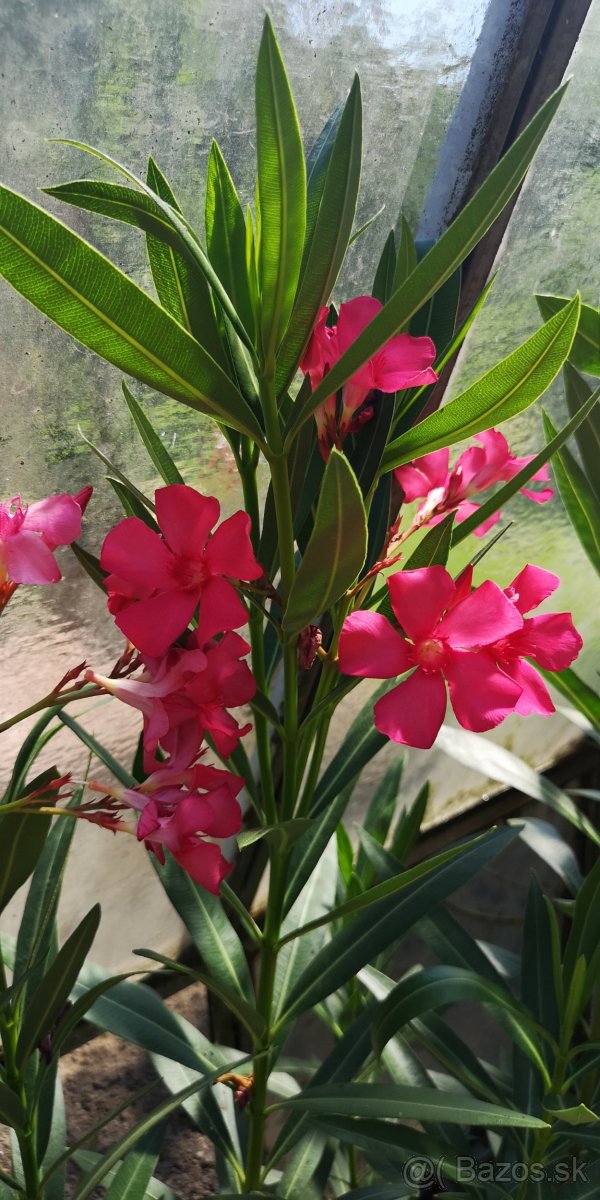 Oleander - Oleandre