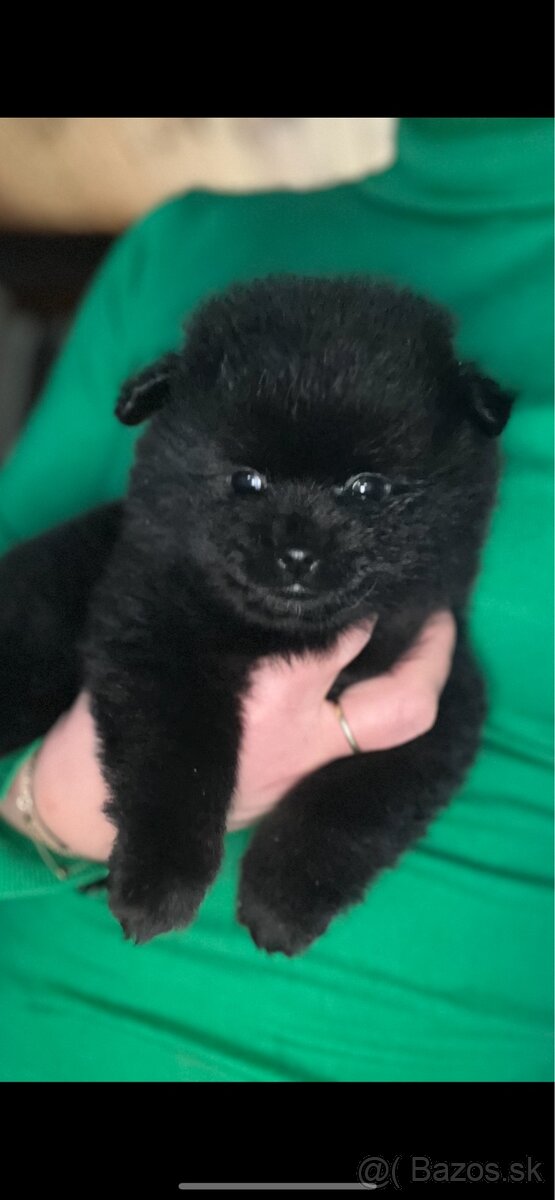 Pomeranian mini