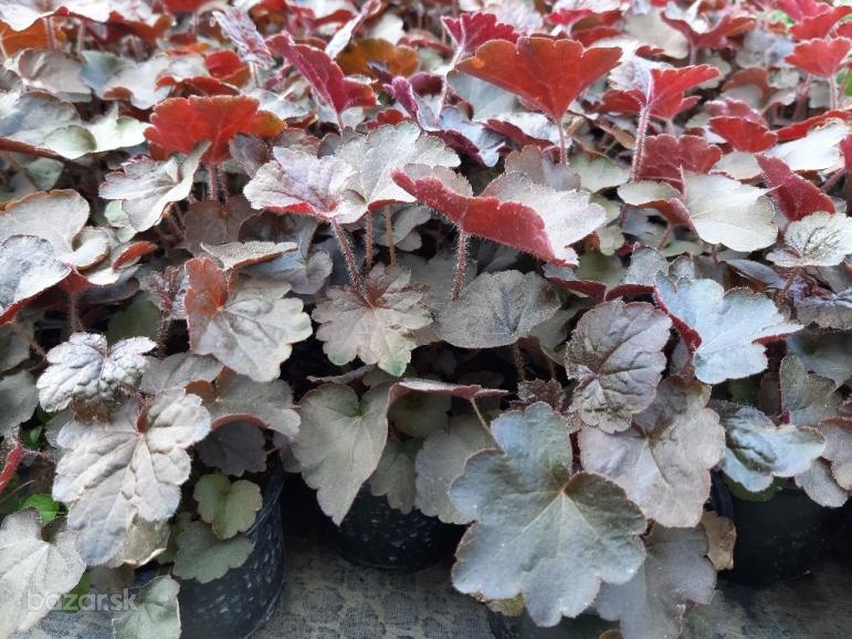 Heuchera bordovo-zelená- SEMENÁ - 1,5eur