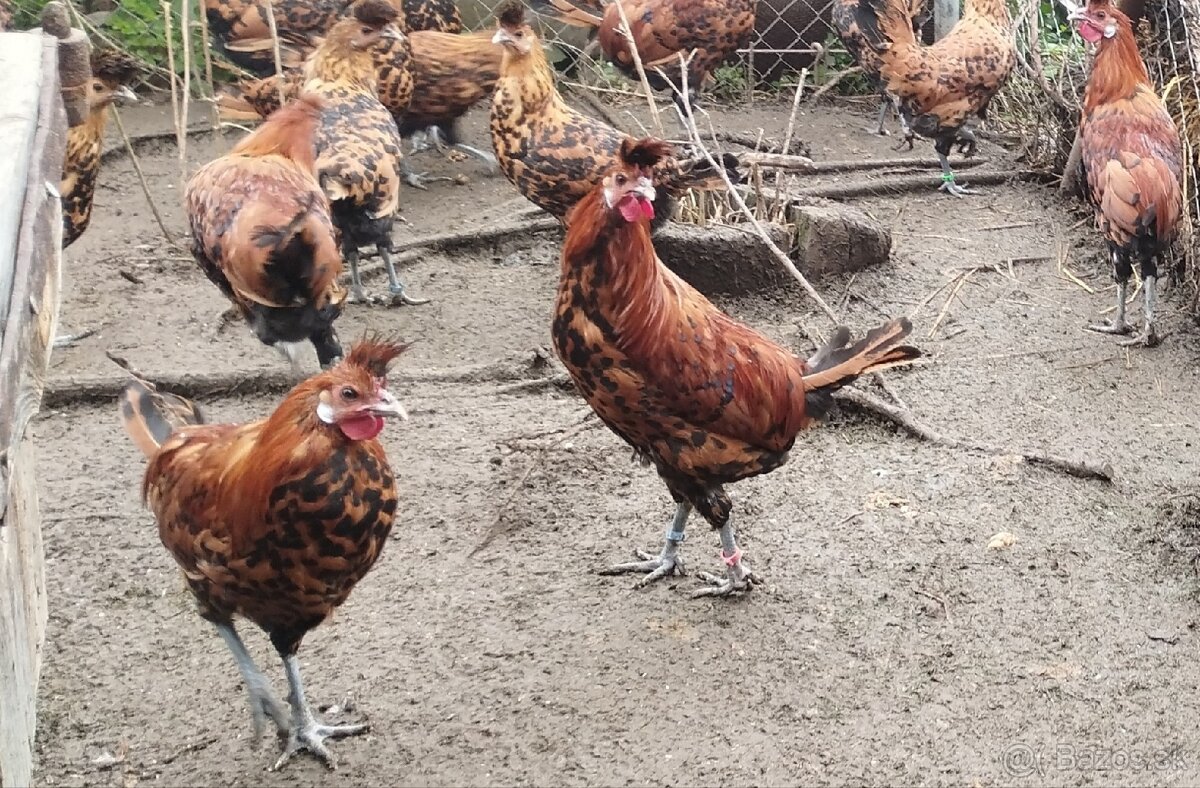 Predám kohútov hodvabnicky, Araucana, Marans