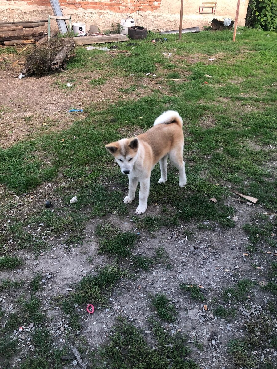 Akita INU