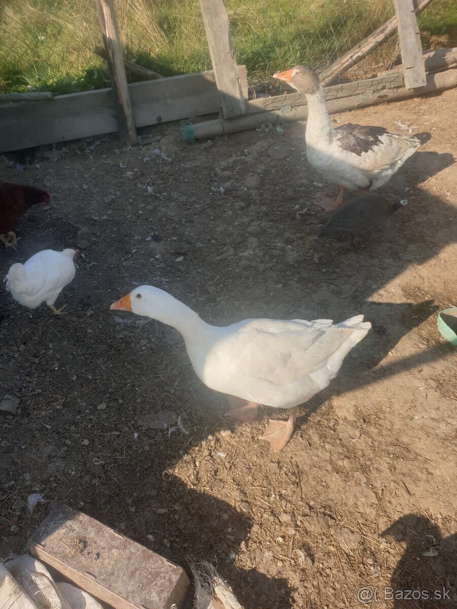 Predám gunara a hus