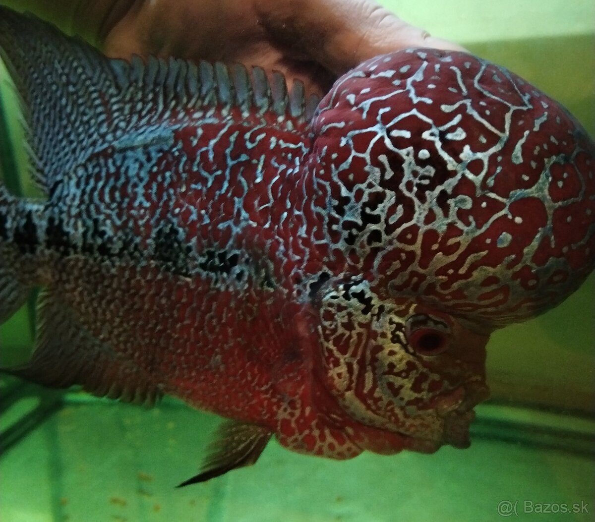 Flowerhorn SRD pár