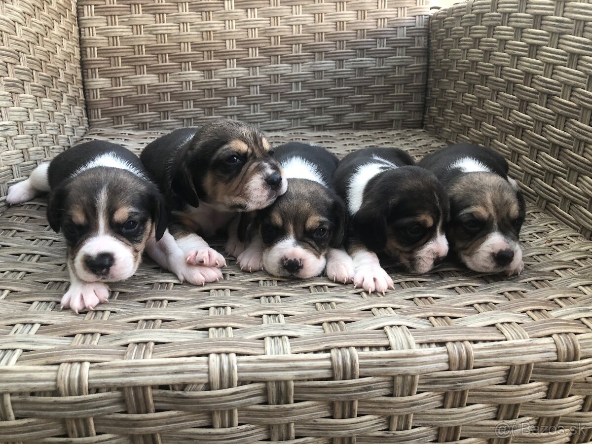 Bigl, Beagle, Bigel, beagl, bígl šteniatka