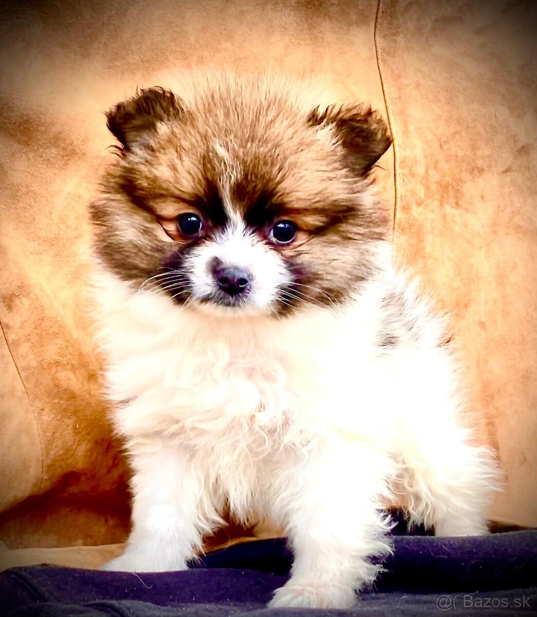 Pomeranian