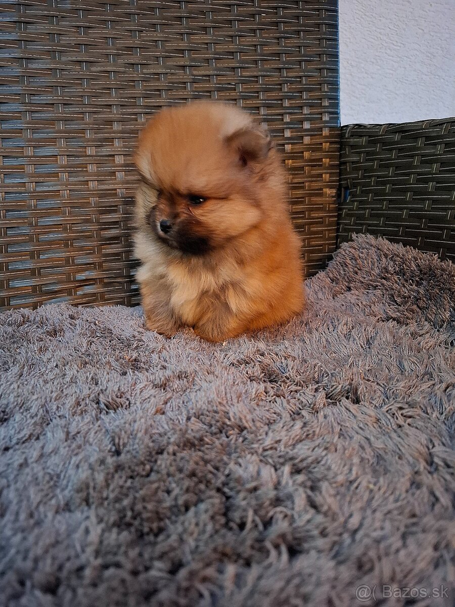 Pomeranian