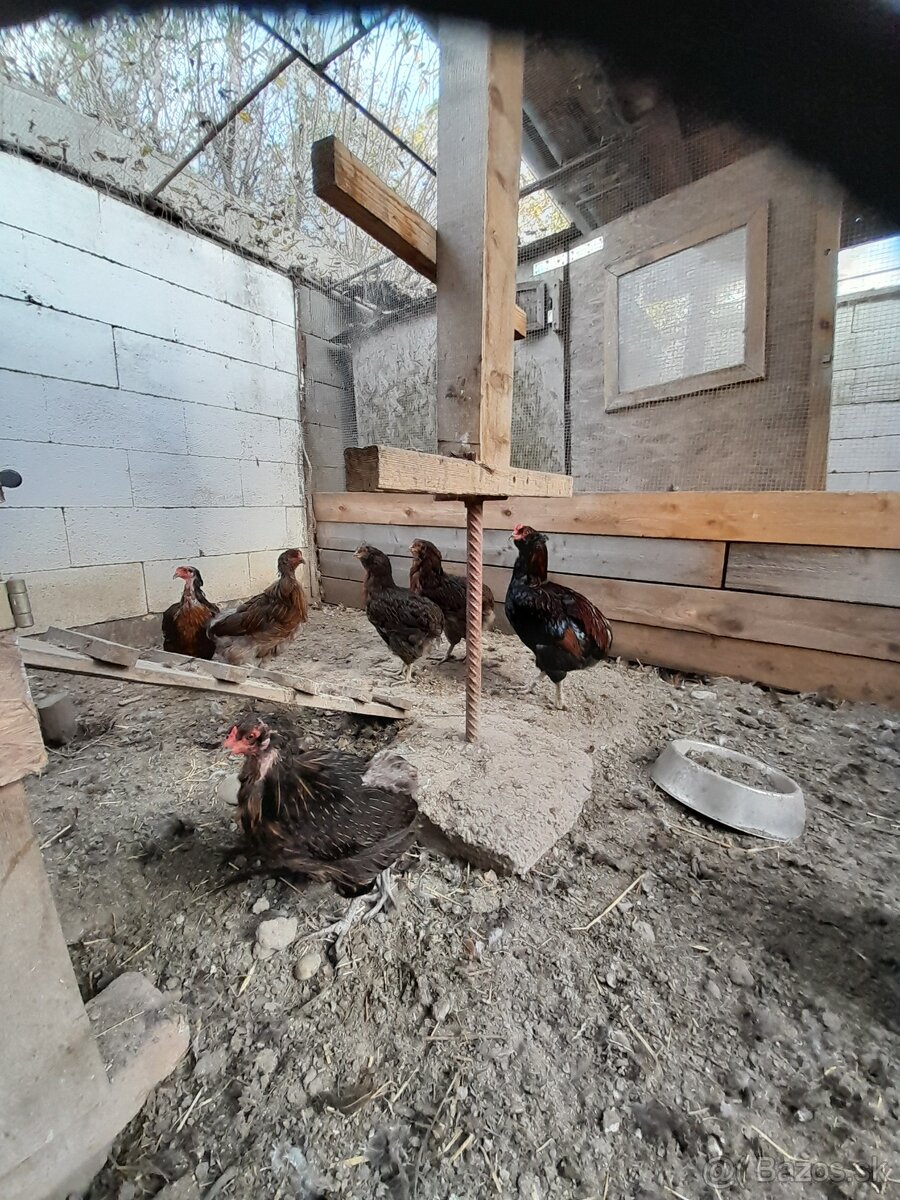 Sliepky Marans,Brakelka,Araucana