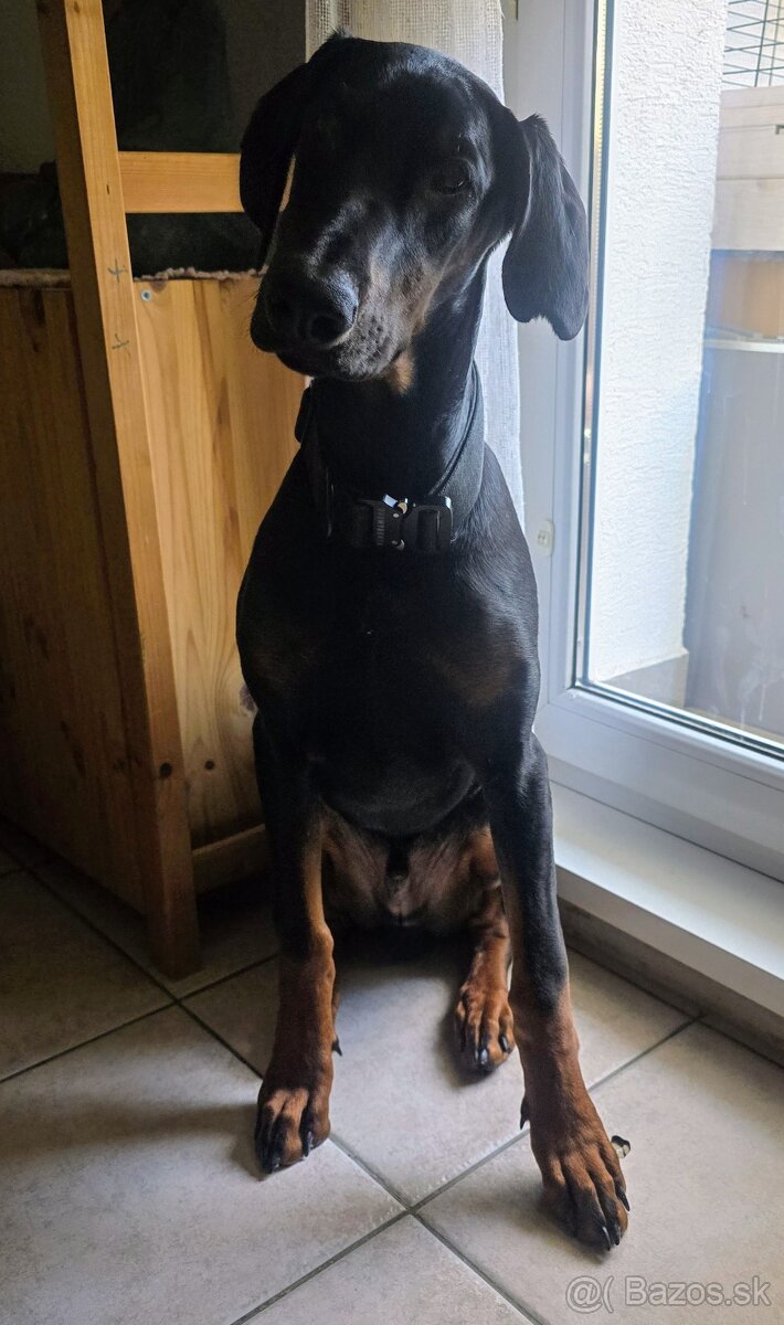 Doberman