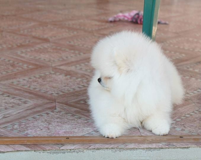 Rozkošné pomeranianské šteniatka