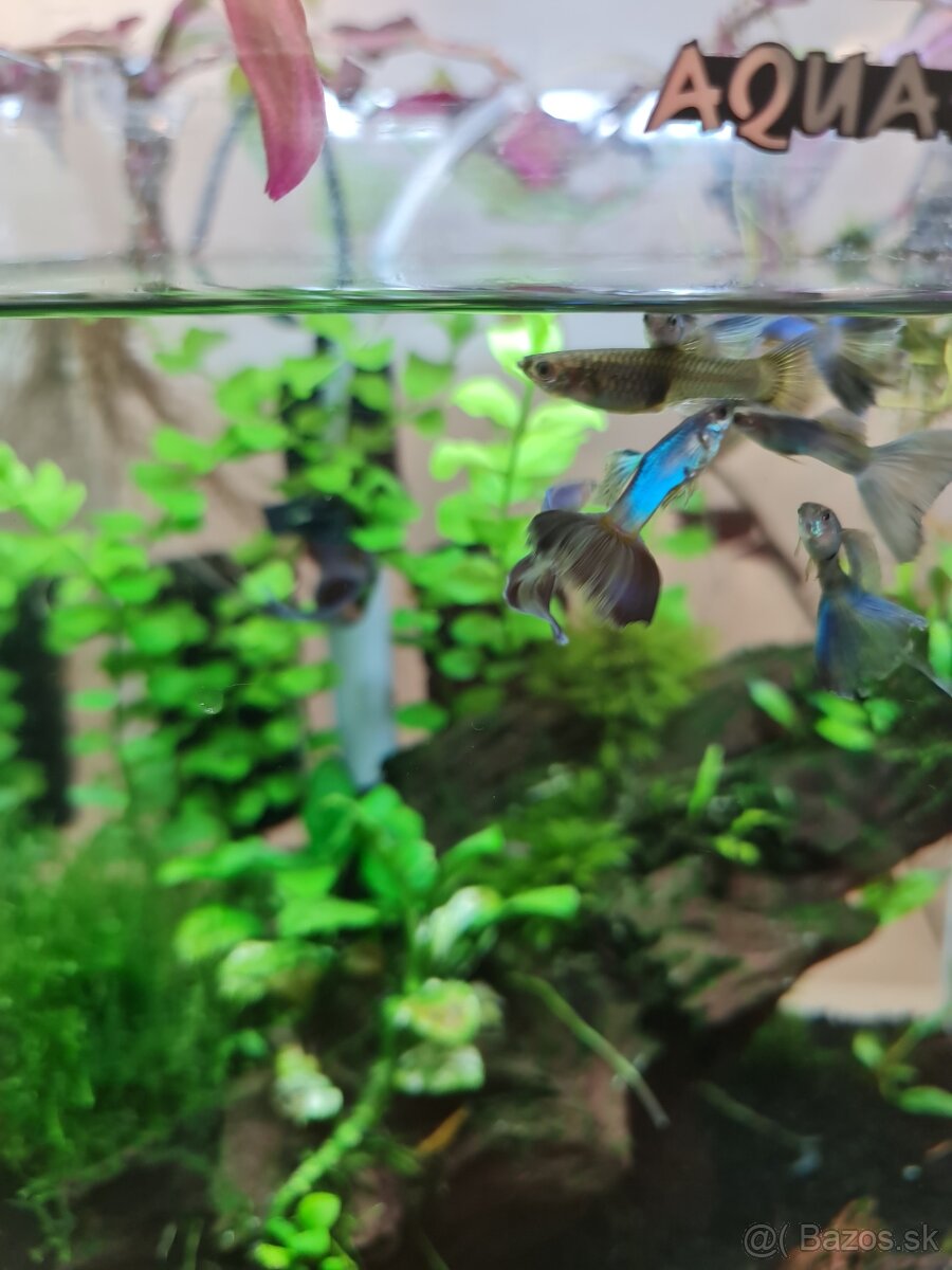 Singa blue guppy