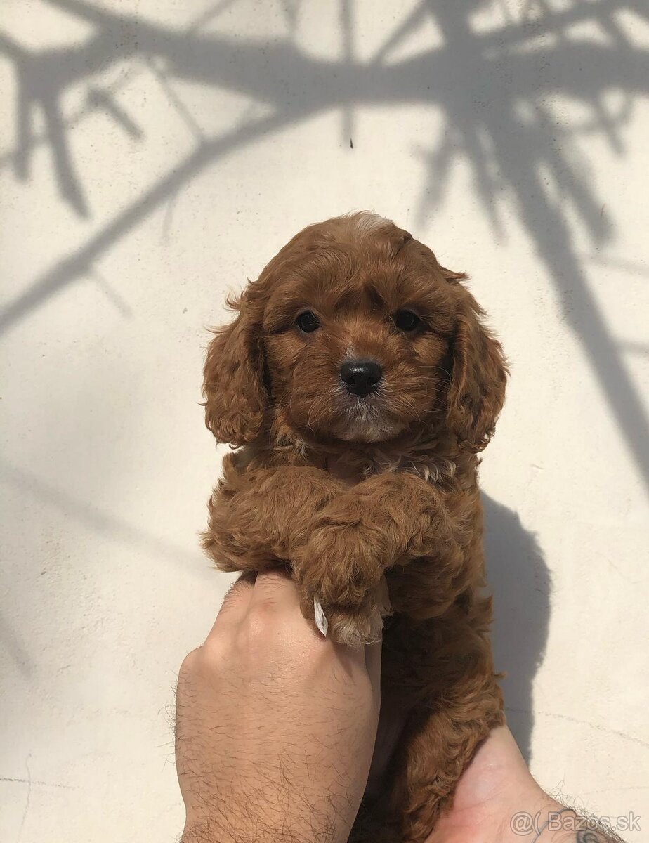 Cavapoo cavalier + Pudel