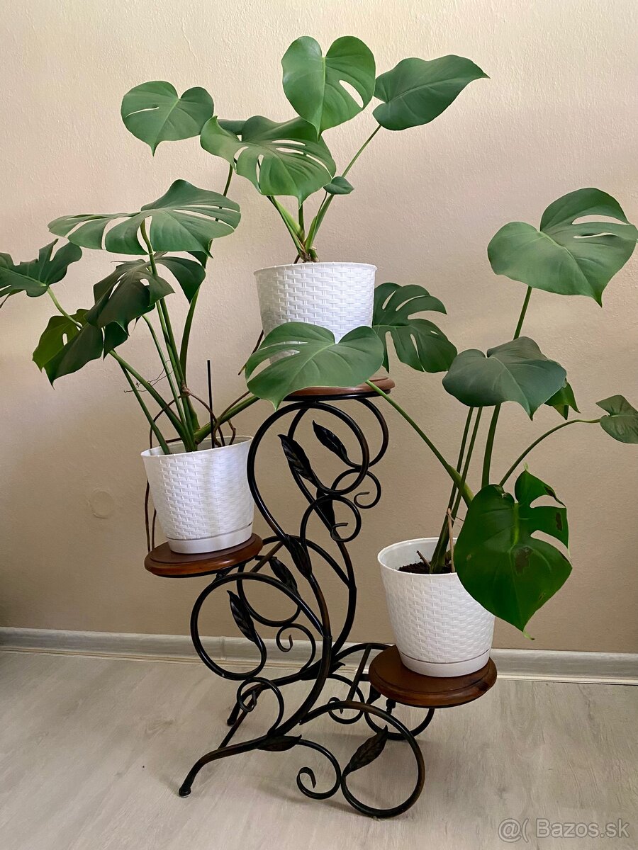 Monstera - rastlina