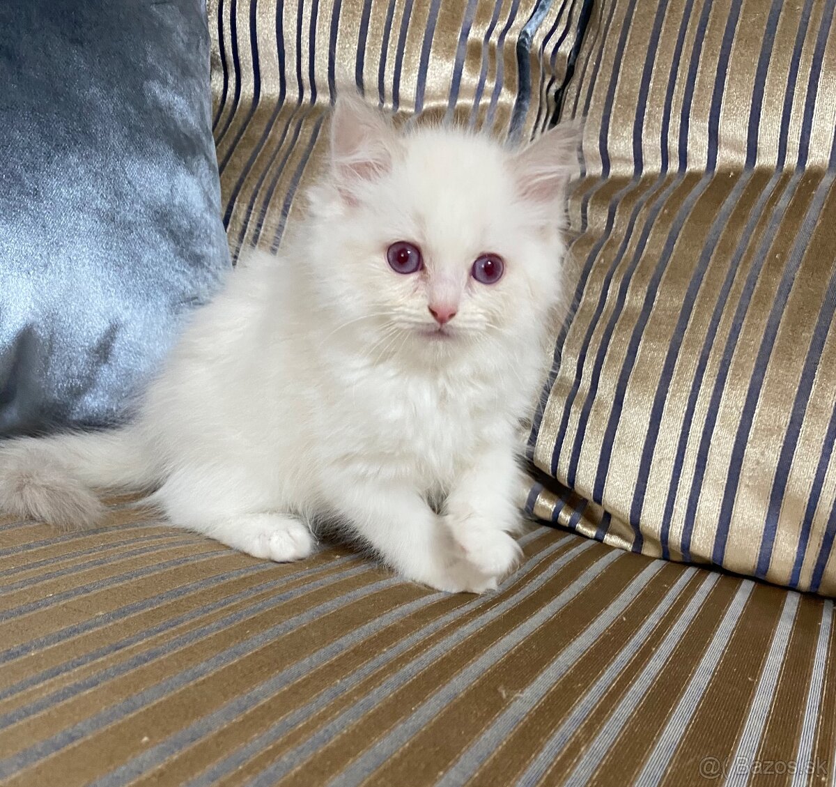 Ragdoll Lilac Bicolor kocúr