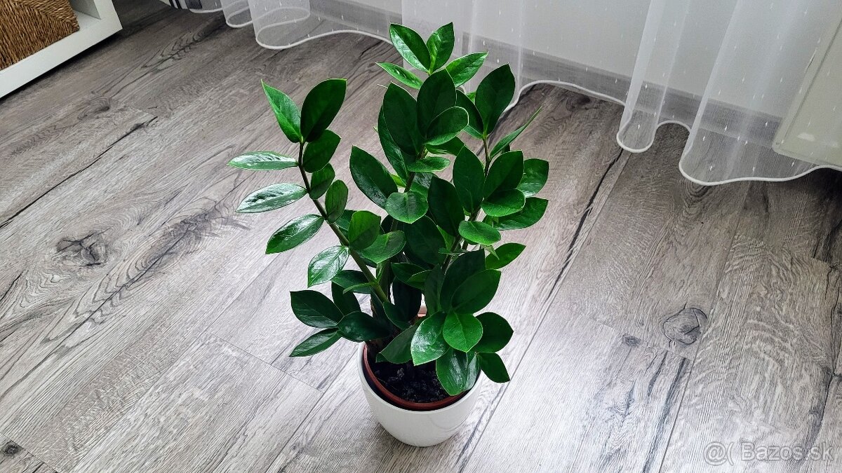 Zamiokulkas Zamioculcas (tmavo zelený)