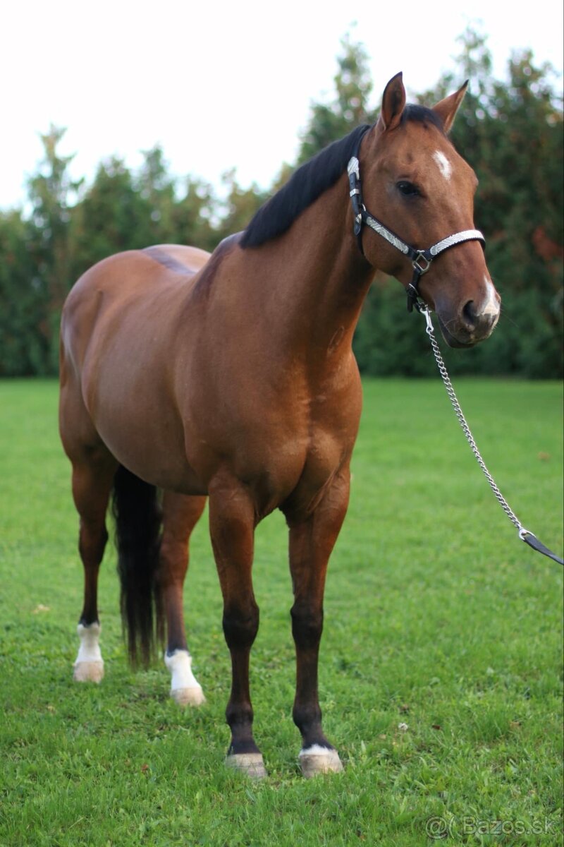 Predám 8r Quarter horse