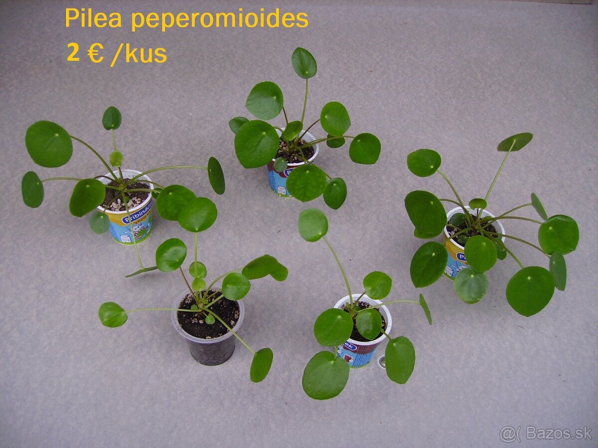 Pilea peperomioides - mládniky