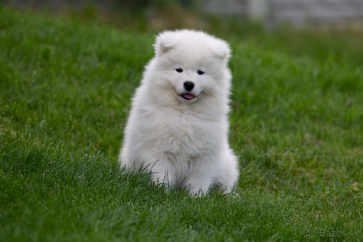 Samojed s PP (FCI)