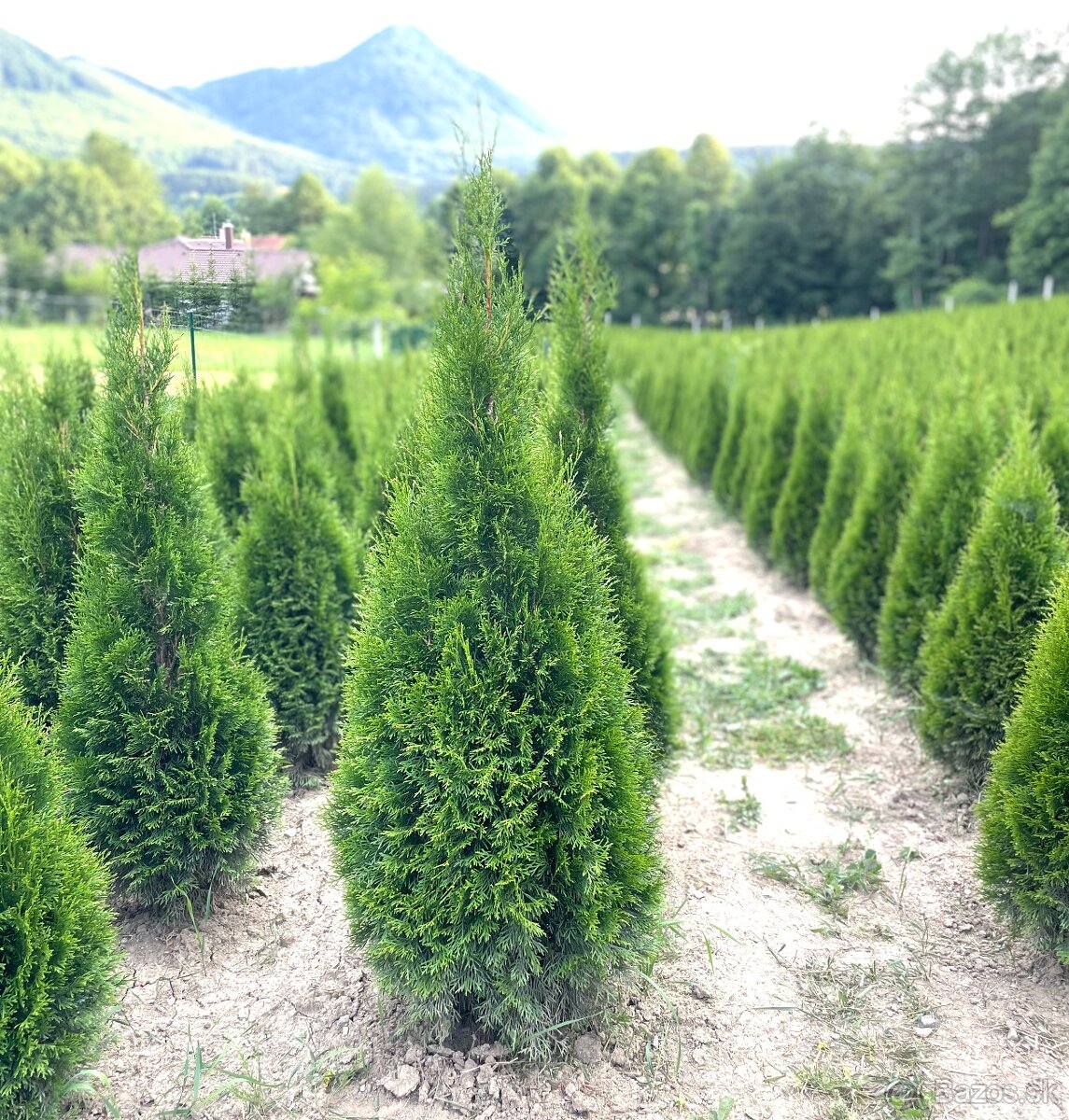 AKCIA tuje smaragd na živy plot 180cm/14€