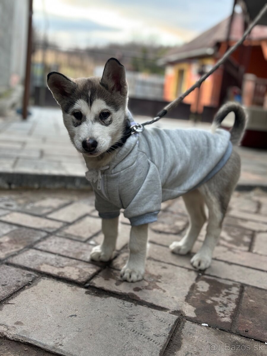 Sibirska husky