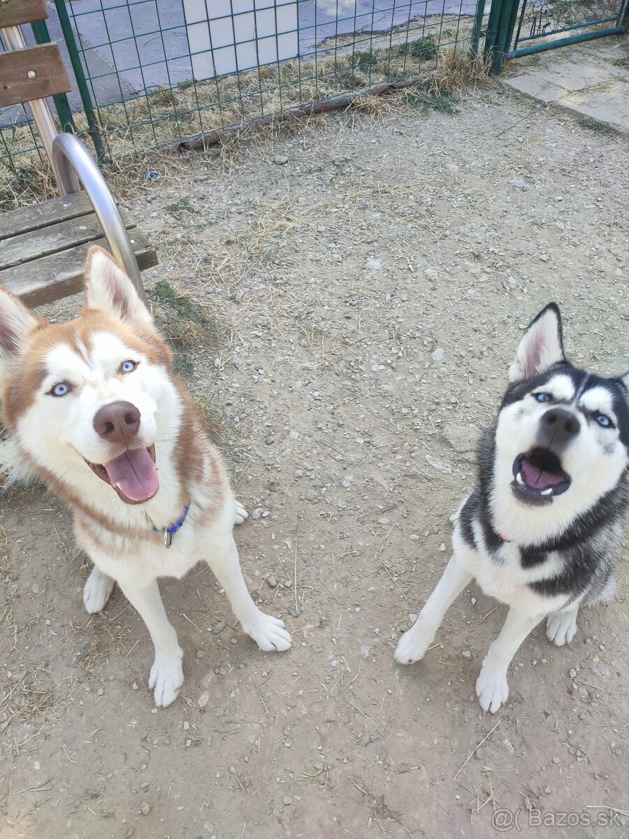 Sibírsky husky na krytie