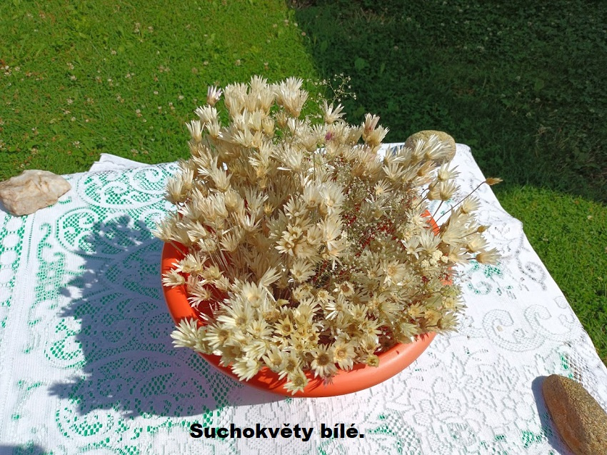 Sušené kvety - Suchokvěty bílé.