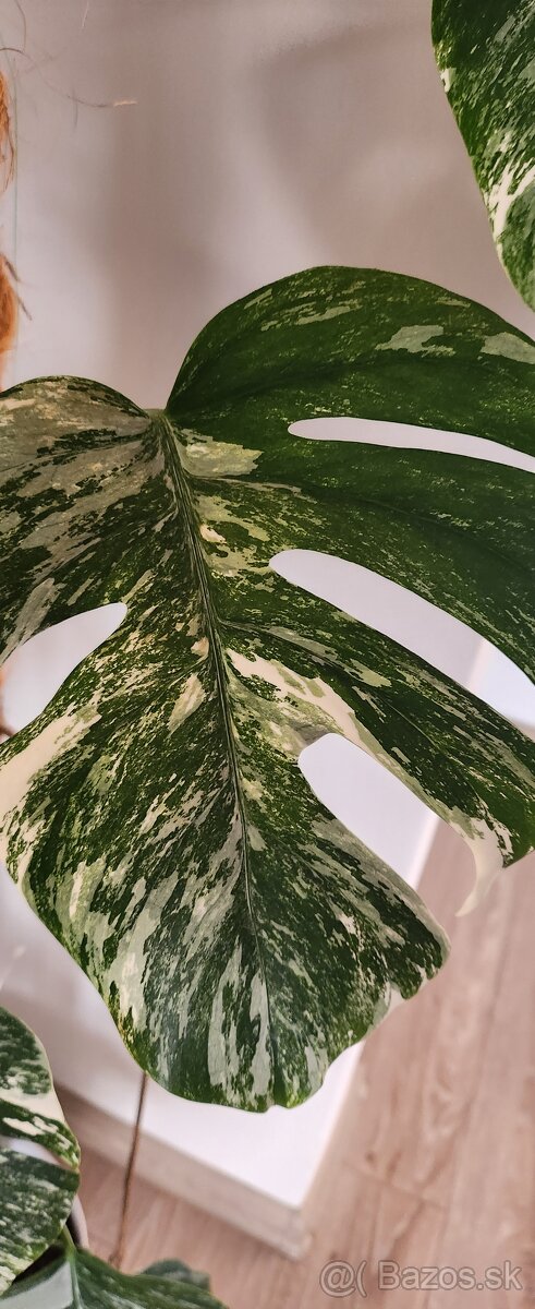 Monstera albo variegata