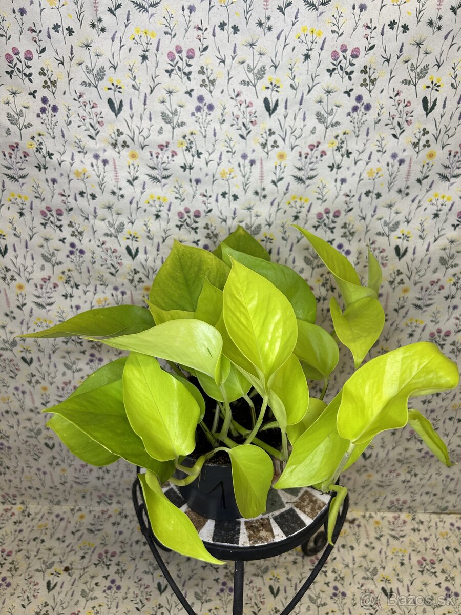 Epipremnum Golden Pothos