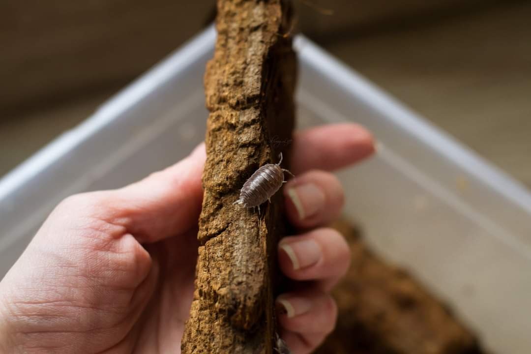 Isopody Porcellio leavis Wildtype