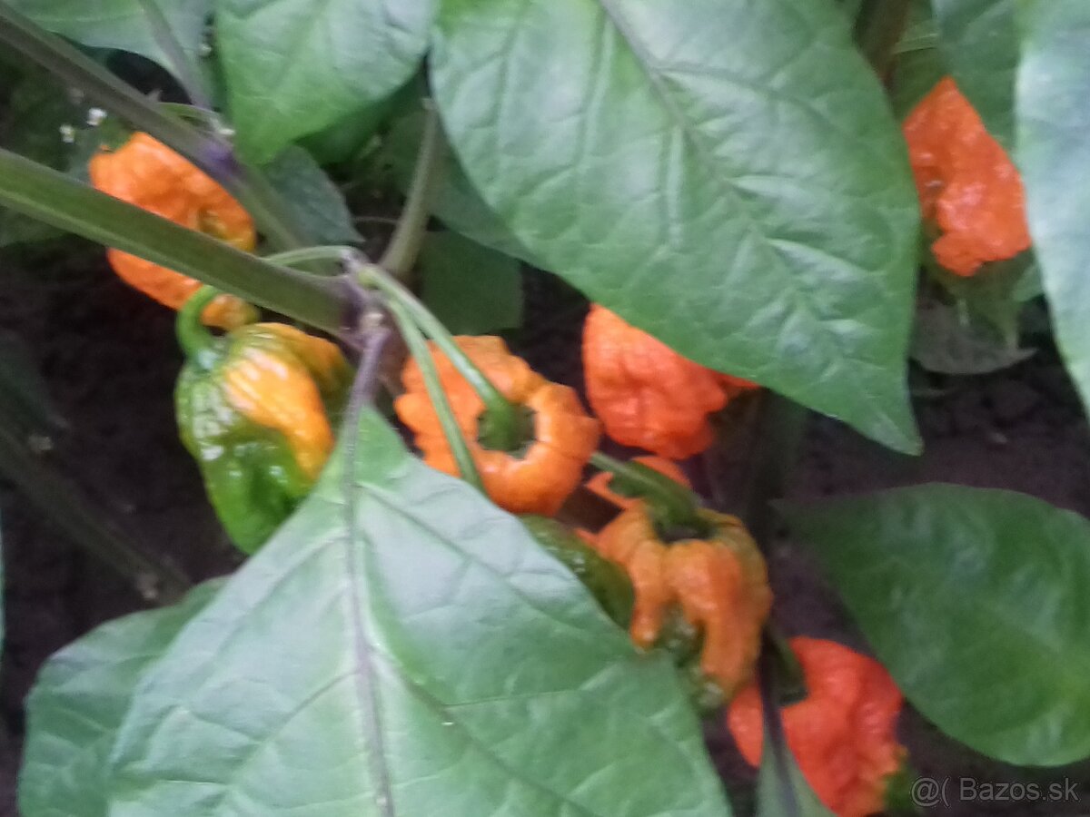 chilli