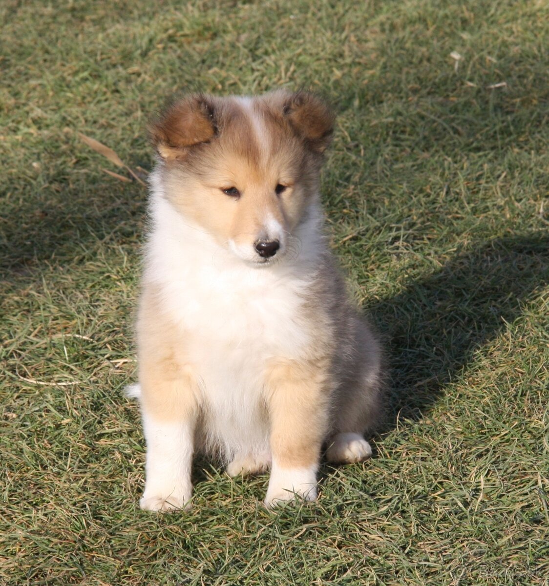 Šeltia - sheltie