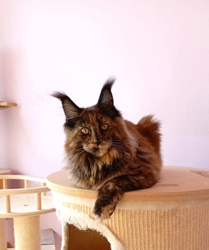 Maine Coon s PP