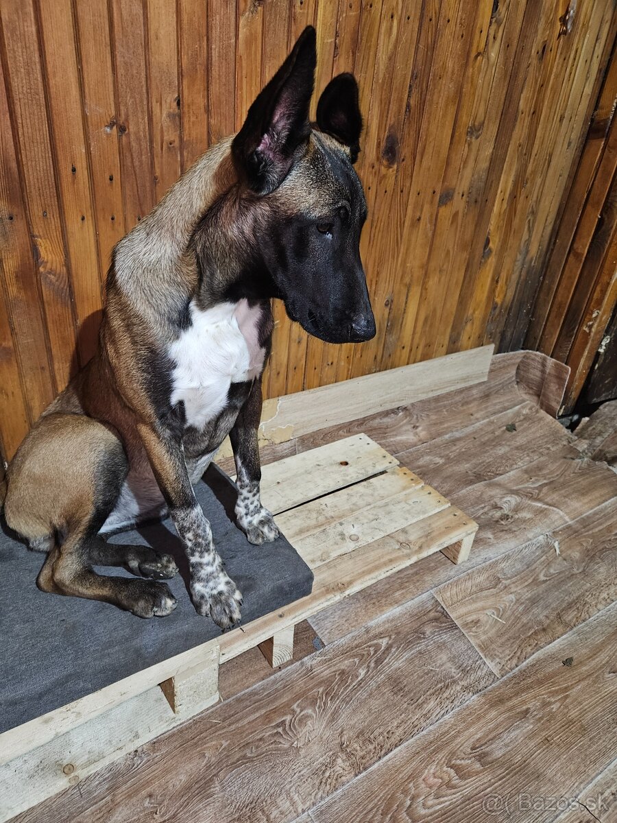 Belgický ovčiak Malinois