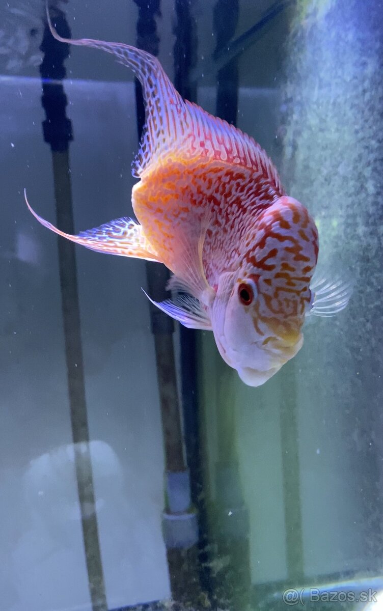 Flowerhorn samček č.5