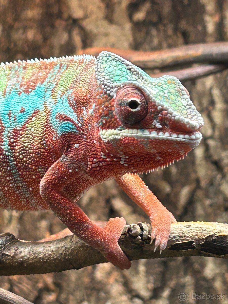 Furcifer pardalis Ambilobe red bar