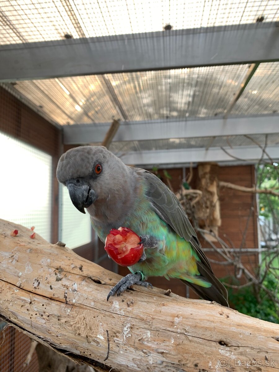 Papagáj červenobruchý - Poicephalus rufiventris